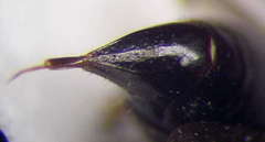 Tachysphex consocius