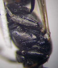Tachysphex consocius