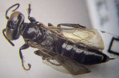 Tachysphex consocius