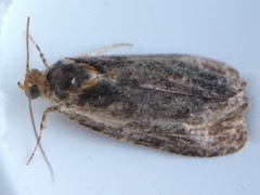 Olethreutes inornatana