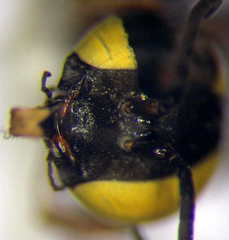Tachysphex incertus