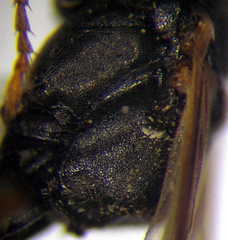 Tachysphex incertus