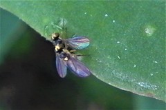 Liriomyza chenopodii