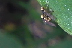 Liriomyza chenopodii