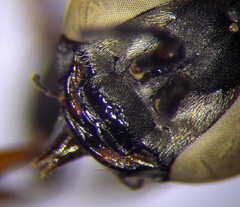 Tachysphex incertus
