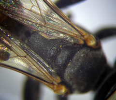 Tachysphex incertus