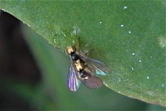 Liriomyza chenopodii