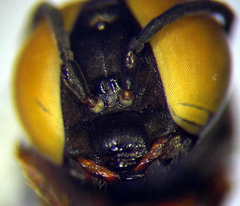 Tachysphex incertus