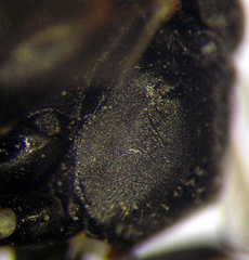 Tachysphex incertus