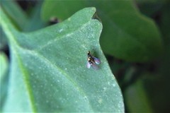 Liriomyza chenopodii