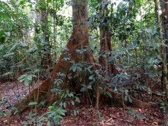 Palaquium galactoxylum
