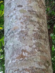 Palaquium galactoxylum