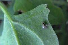 Liriomyza chenopodii