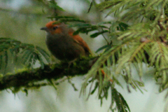 Cranioleuca erythrops