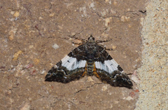 Chrysolarentia phaedra