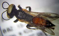 Tachysphex incertus