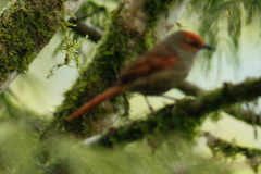 Cranioleuca erythrops