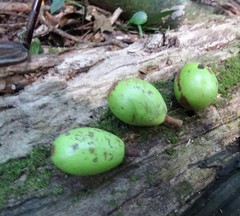 Palaquium galactoxylum