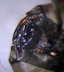 Tachysphex incertus