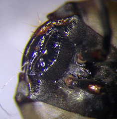 Tachysphex incertus