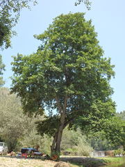 Alnus lusitanica