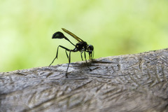 Eremnophila