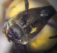 Tachysphex incertus
