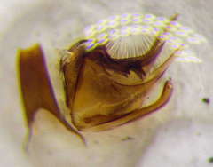 Tachysphex incertus