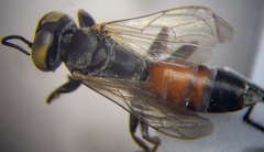 Tachysphex incertus