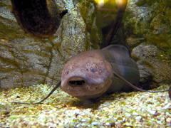 West African Lungfish photo 5