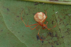 Propostira quadrangulata