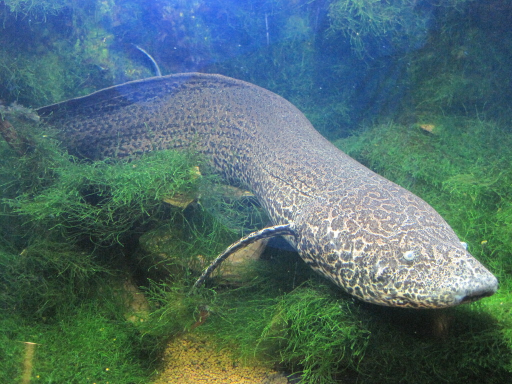 Marbled Lungfish