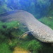 Marbled Lungfish - Photo (c) Joel Abroad, some rights reserved (CC BY)