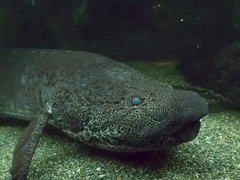 Marbled Lungfish photo 2