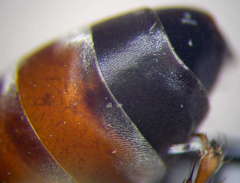 Tachysphex incertus