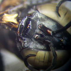 Tachysphex incertus