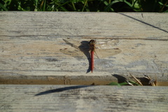 Sympetrum frequens