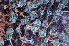 Sedum spathulifolium