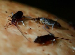 Pogonognathellus dubius