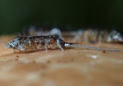 Pogonognathellus dubius