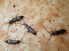 Pogonognathellus dubius