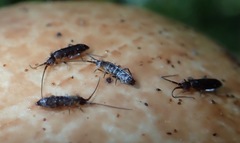 Pogonognathellus dubius