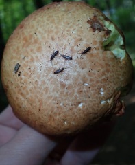 Pogonognathellus dubius