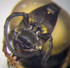 Tachysphex incertus