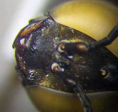 Tachysphex incertus