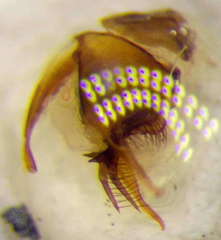 Tachysphex incertus