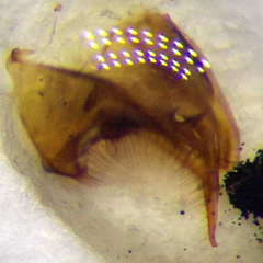 Tachysphex incertus