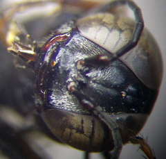 Tachysphex incertus