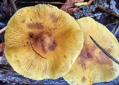 Cystoderma carcharias fallax