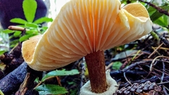 Cystoderma carcharias fallax